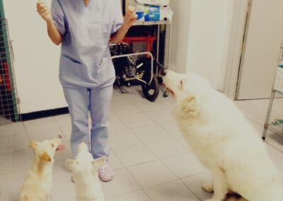 Ambulatorio veterinario Linda Galdi Moncalieri Torino
