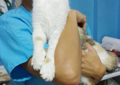 Ambulatorio veterinario Linda Galdi Moncalieri Torino