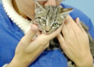 Ambulatorio veterinario Linda Galdi Moncalieri Torino
