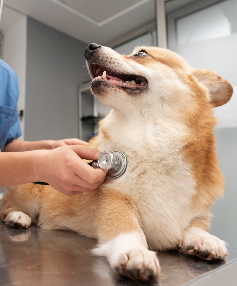 Servizio di diagnostica di alta qualità progettato per prendersi cura del benessere dei tuoi animali.