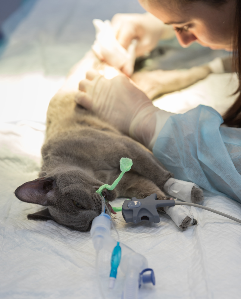 Servizio di diagnostica di alta qualità progettato per prendersi cura del benessere dei tuoi animali.