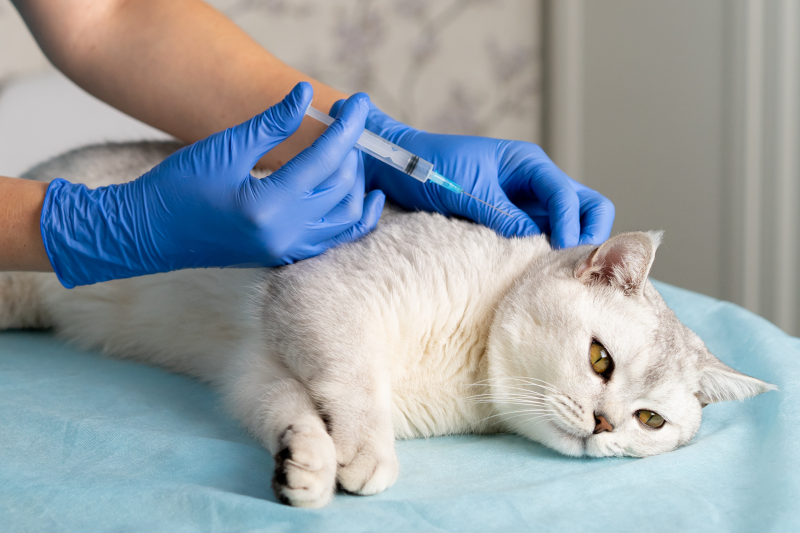 Esecuzione di esami di laboratorio di routine su campioni di sangue, feci e urine.