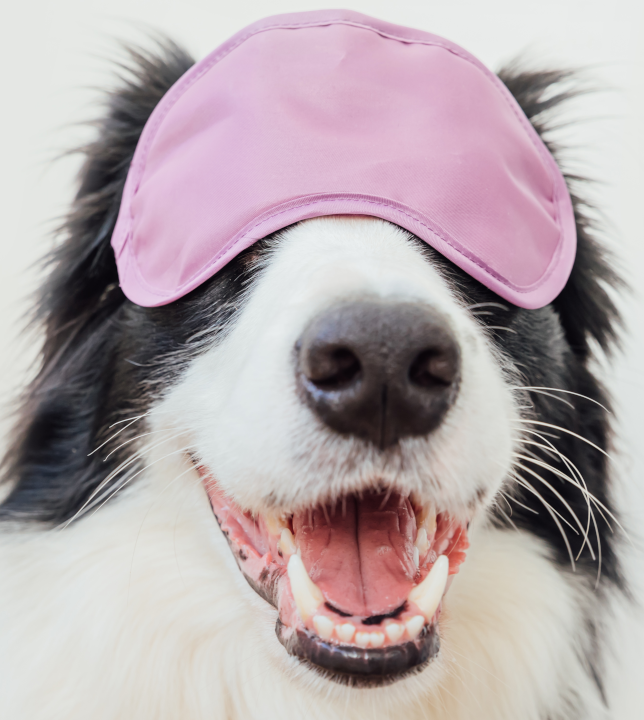 Offriamo avanzate tecniche terapeutiche che si integrano perfettamente con la medicina veterinaria tradizionale agopuntura laserterapia biorisonanza