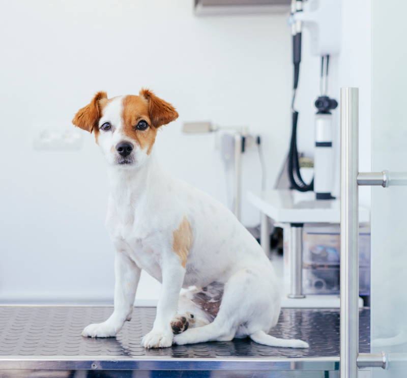 Diagnosi e del trattamento chirurgico delle patologie degli animali.