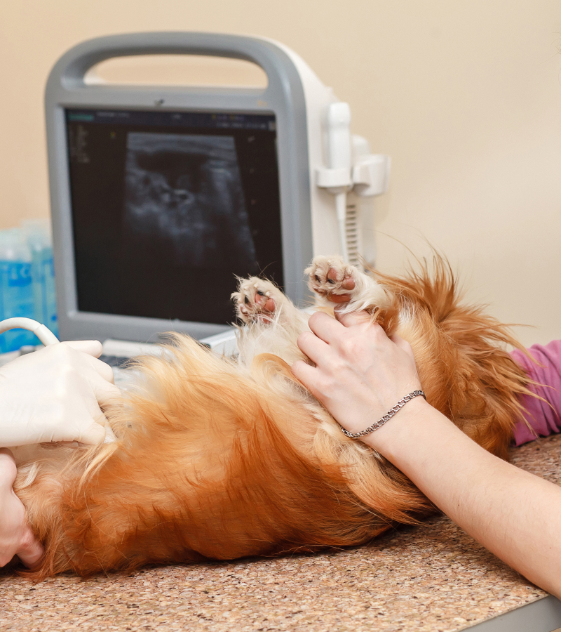 Servizio di diagnostica di alta qualità progettato per prendersi cura del benessere dei tuoi animali.